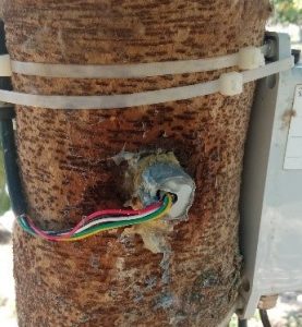 Presencia de resina en la herida causada por el sensor FLORAPULSE