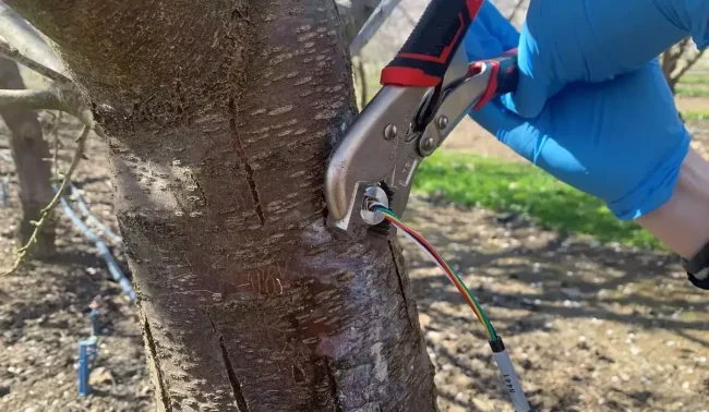 desinstalar-sensor-de-potencial-de-tallo-florapulse