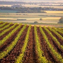 2SONDAS-DE-HUMEDAD-DEL-SUELO