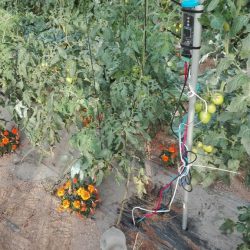Chamaleon_sonda_potencial-riego-tomate