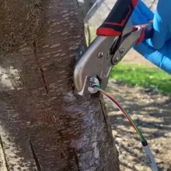 SENSOR DE POTENCIAL HÍDRICO DE TRONCO FLORAPULSE 